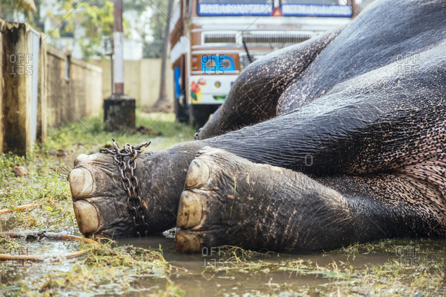 Chained elephant lying on the ground