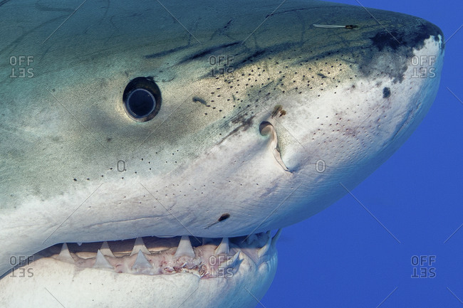 Great white shark that has been tagged on its snout in Guadalupe Island, Mexico