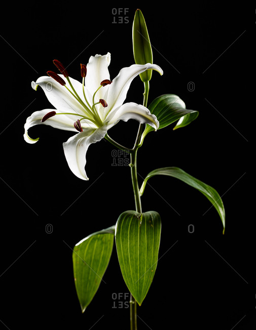 Close up of a white oriental lily