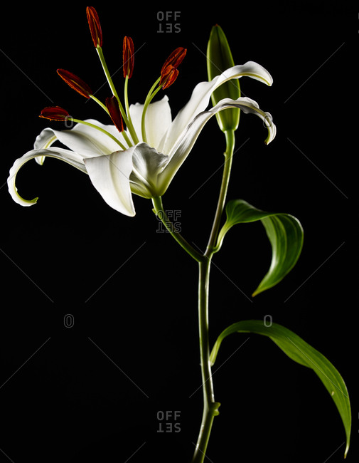 Close up side view of a white oriental lily