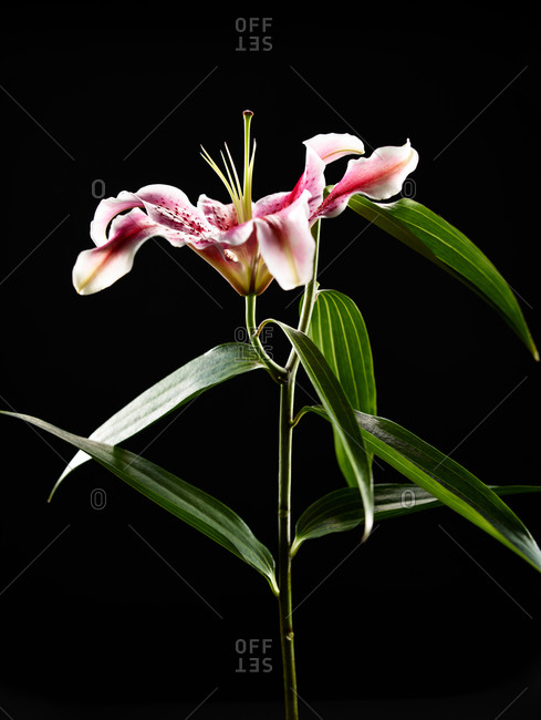 Low angle view of a oriental stargazer lily