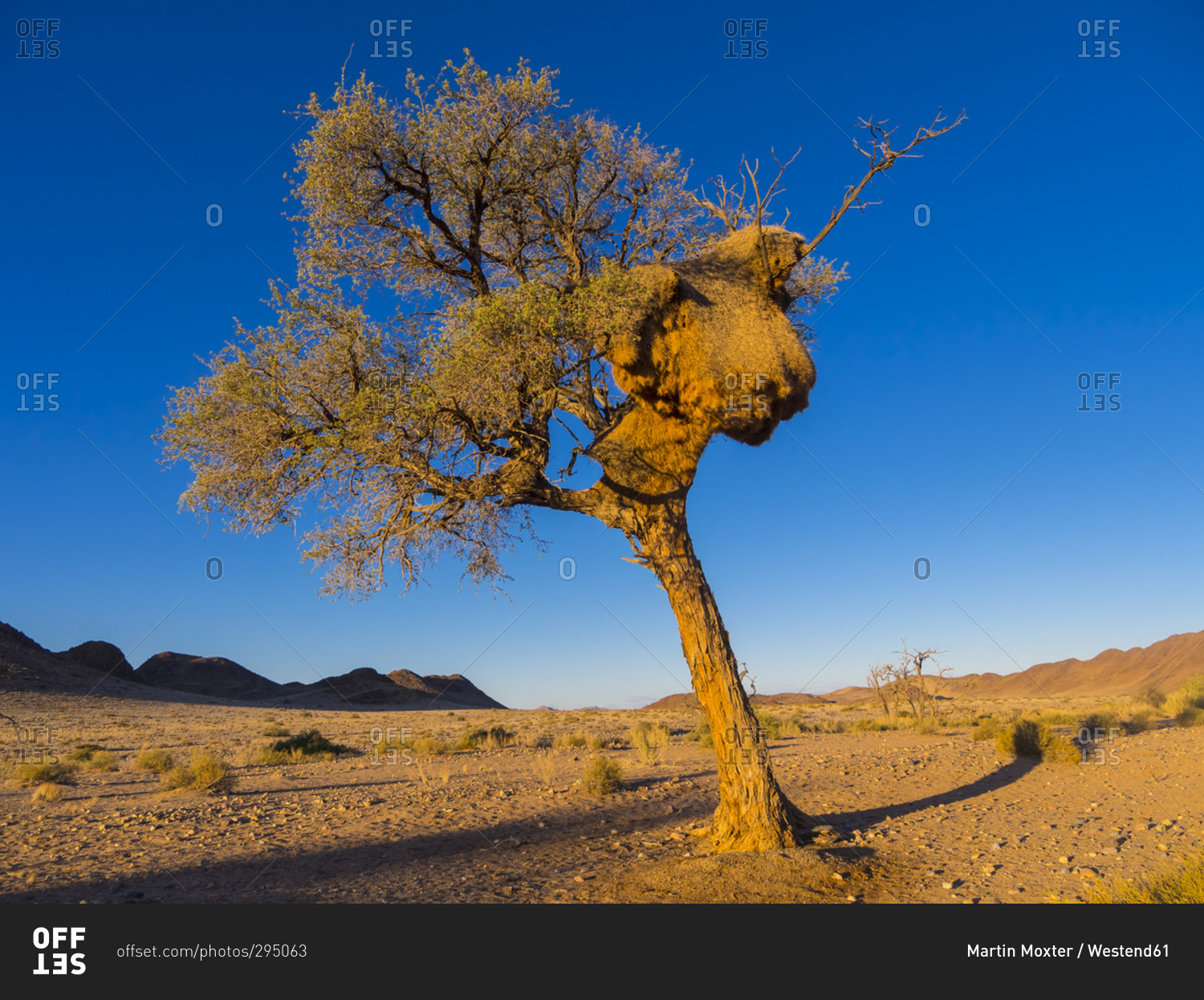 Camel thorn with large weaver bird nest in Kulala Wilderness Reserve at Namib desert