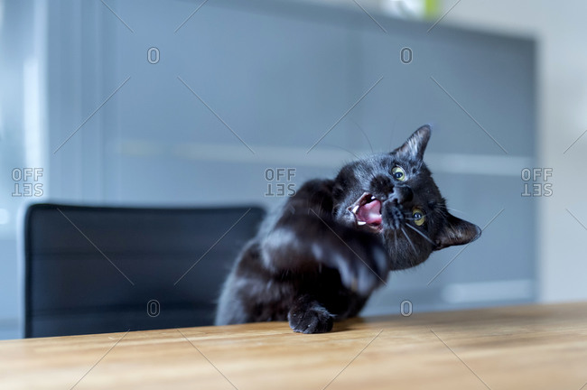 Aggressive black cat at home