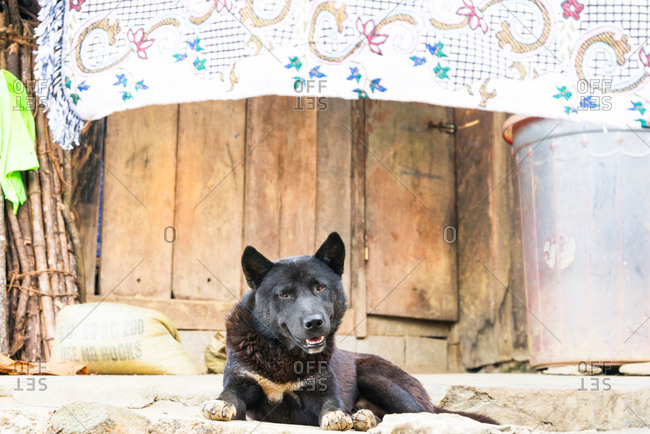 A cute black dog laying in front of his home in Cat Cat Village in Sapa, Vietnam