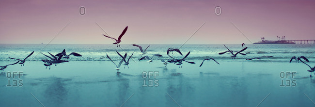 Seagulls on beach along the California coast