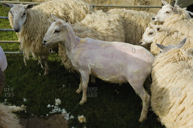 A group of sheep in a pen, one sheared sheep