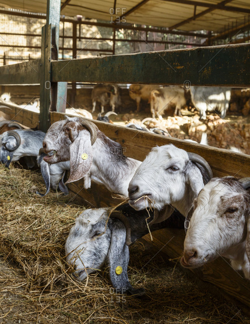Goats feeding on hay in barn at goat farm in Israel