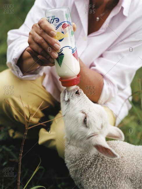 Person feeding a lamb