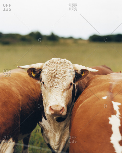 Cattle grazing on a farm