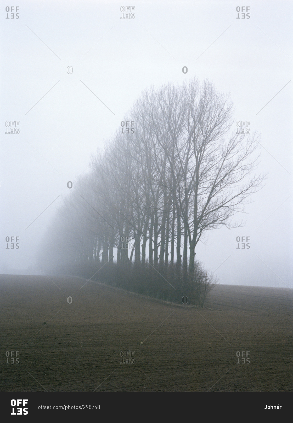 Trees in Foggy Weather