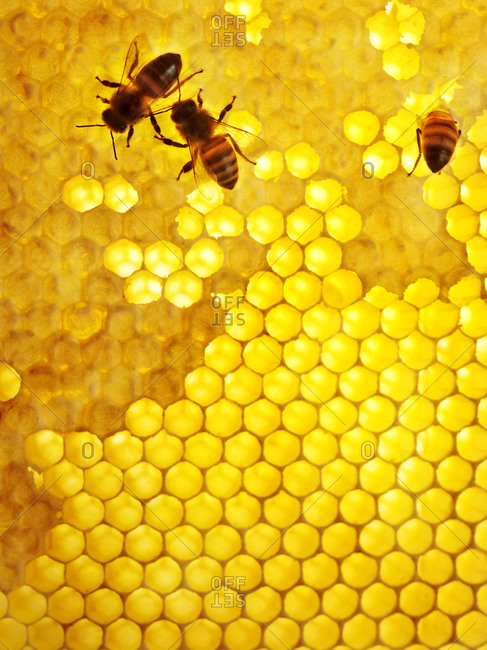 Honey bees, Sweden - Offset Collection