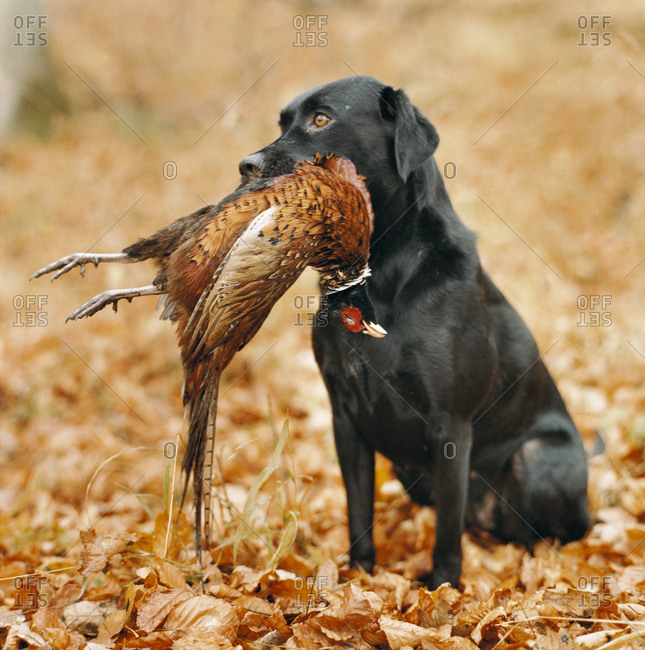 pheasant and dog