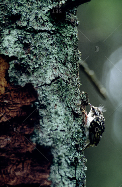 A tree creeper and a tree trunk, Finland