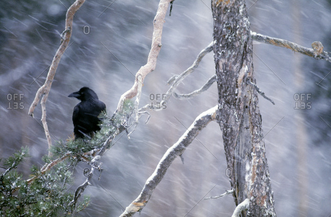 Raven on a branch, Finland