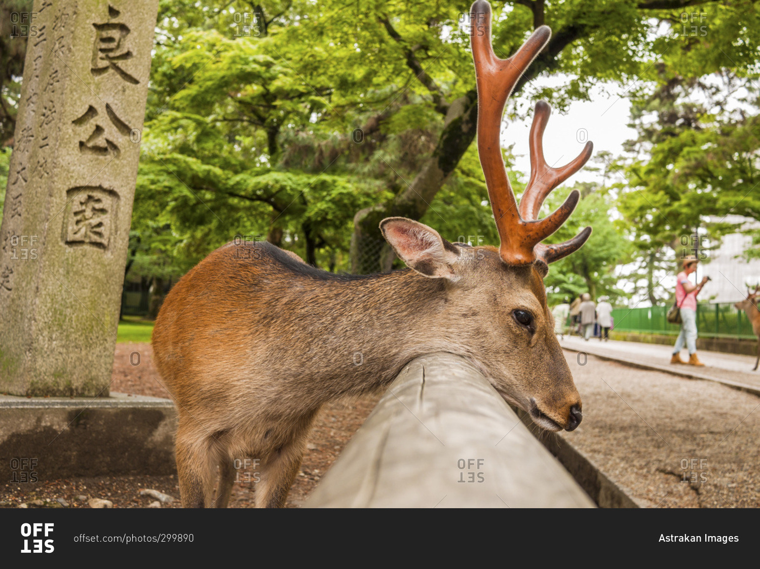 Deer in Japan's Nara park. 