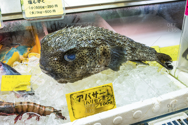 Pufferfish in Japanese market