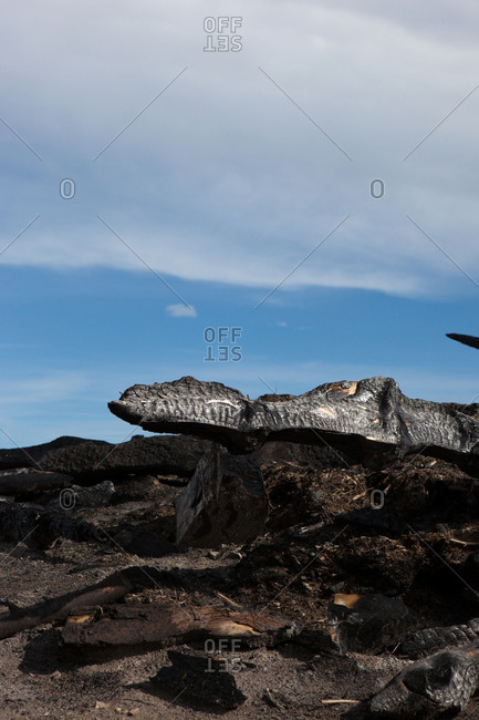 Burnt wood after a fire