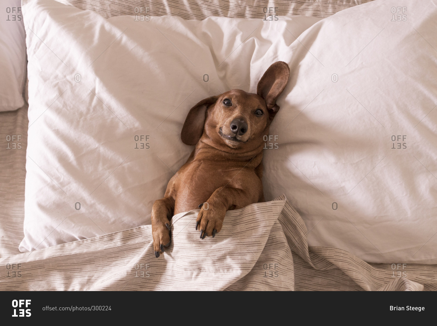 dachshund bed