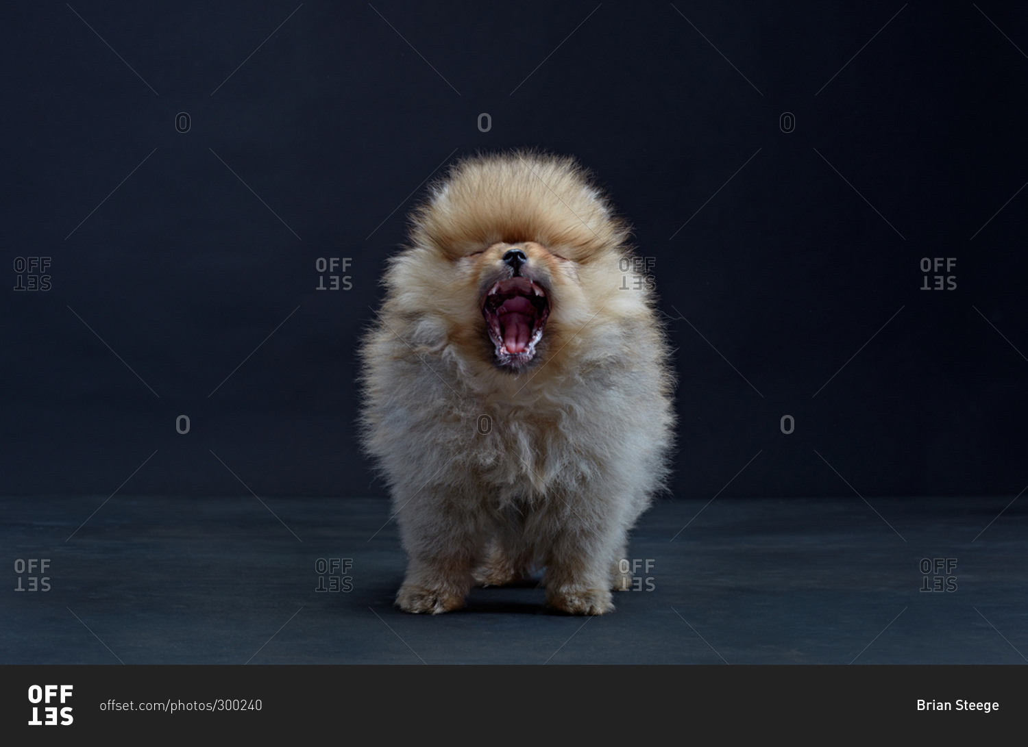 Pomeranian dog yawning