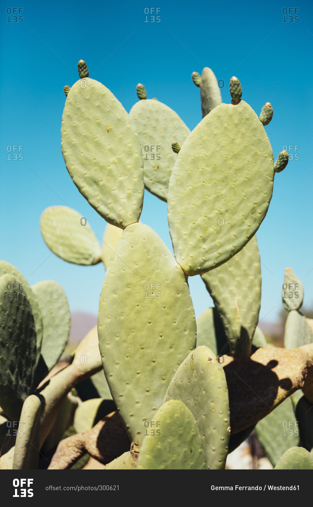 Cactus and blue sky in Solitaire