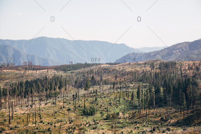 Hillside with scraggly and burnt trees