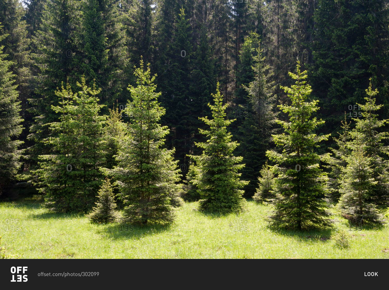 Young spruce trees, Bavaria, Germany