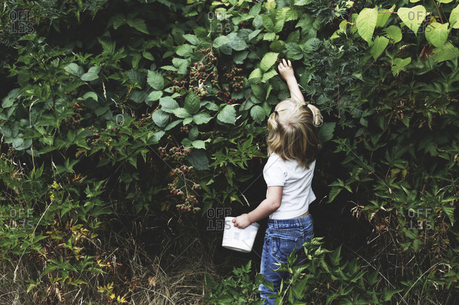 Child picking blackberries