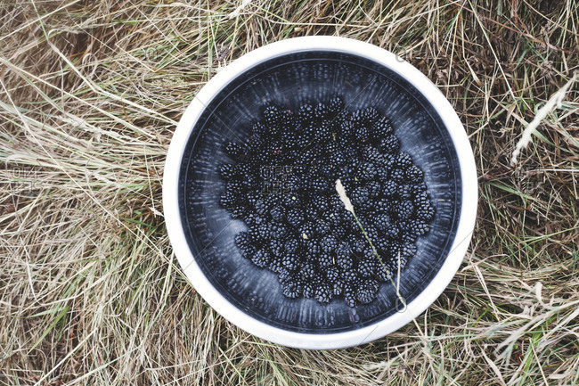 Bowl of fresh picked blackberries