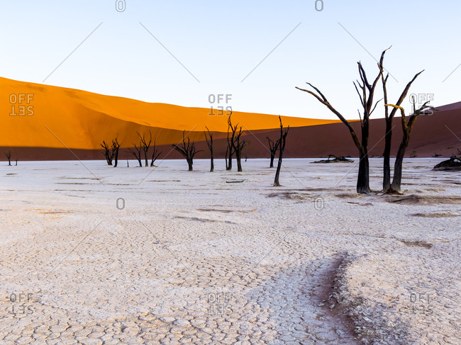 Dead Vlei in Namib Desert