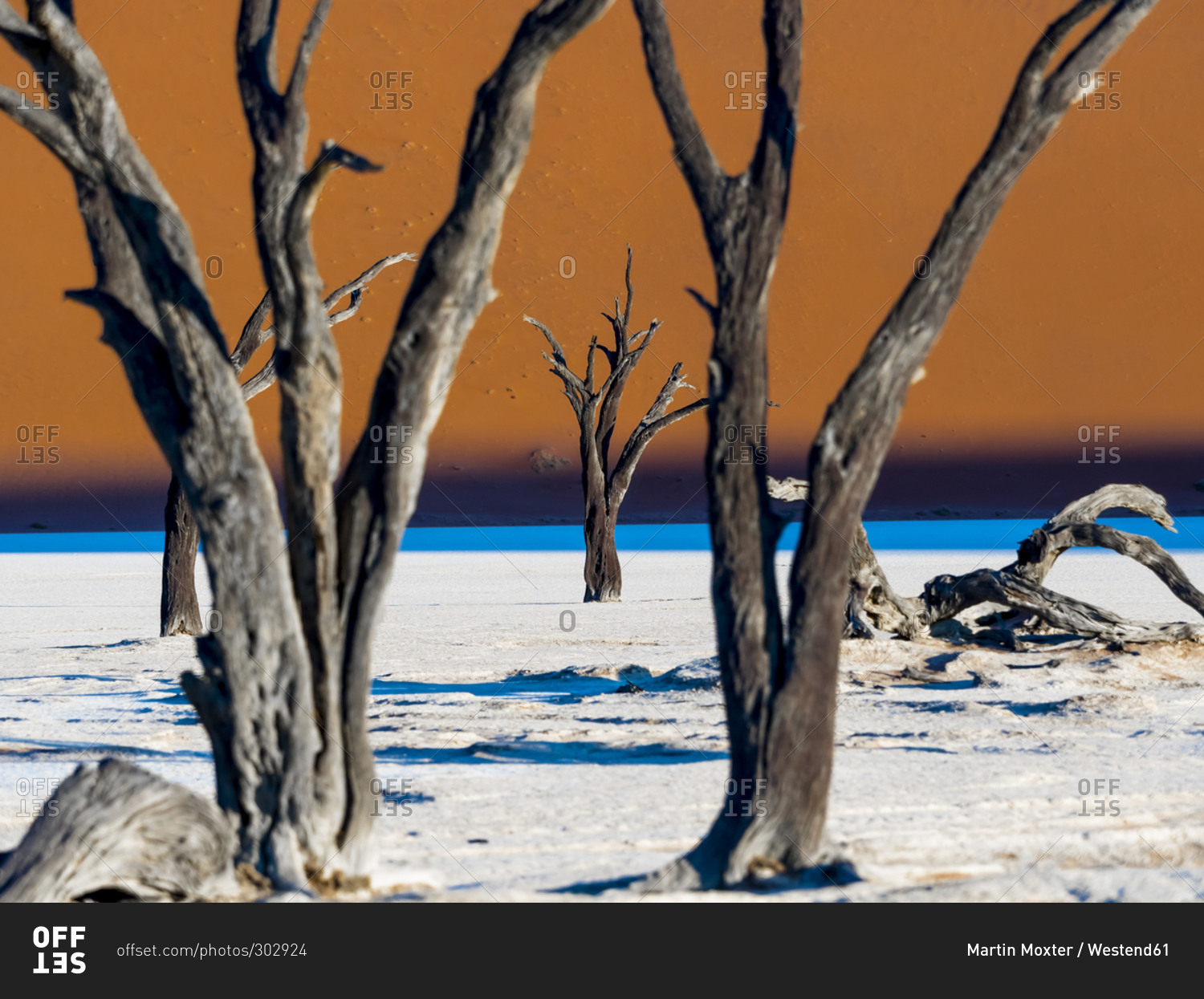 Dead Vlei in front of dune in Namib Desert