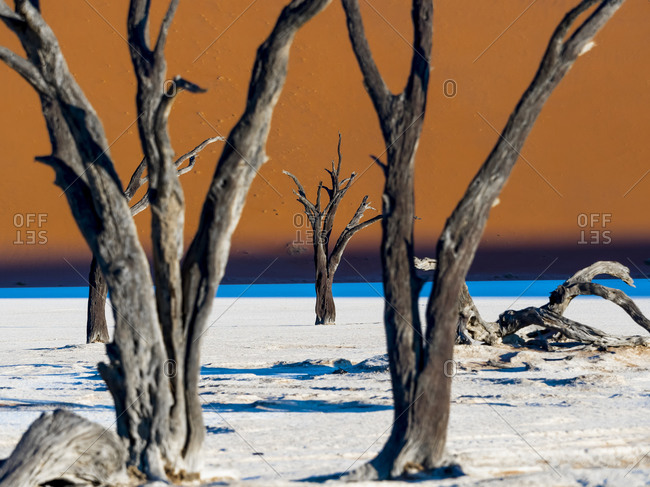 Dead Vlei in front of dune in Namib Desert