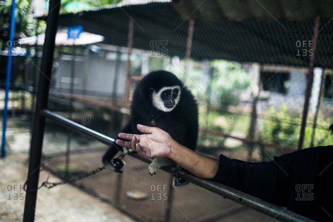 Monkey perched on person's arm