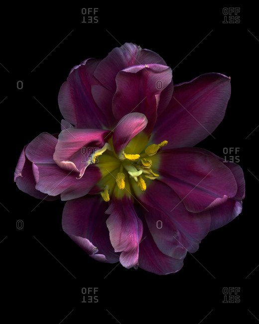 Purple tulip fully open