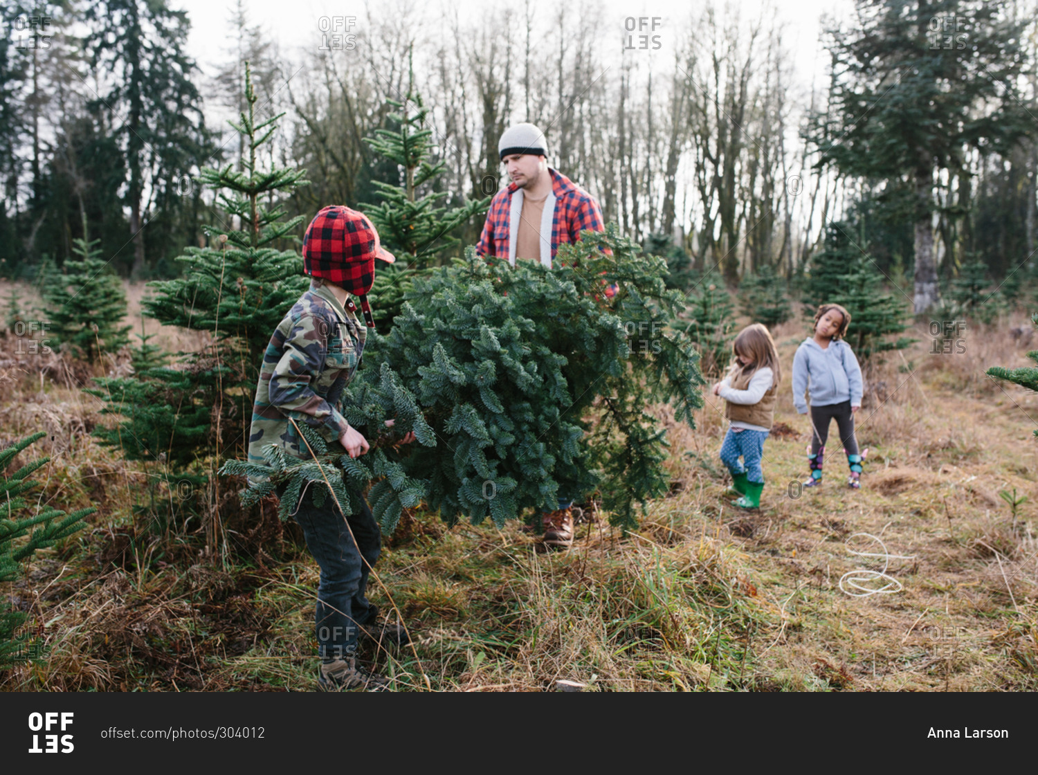 Father and son carrying Christmas tree they cut down stock photo - OFFSET