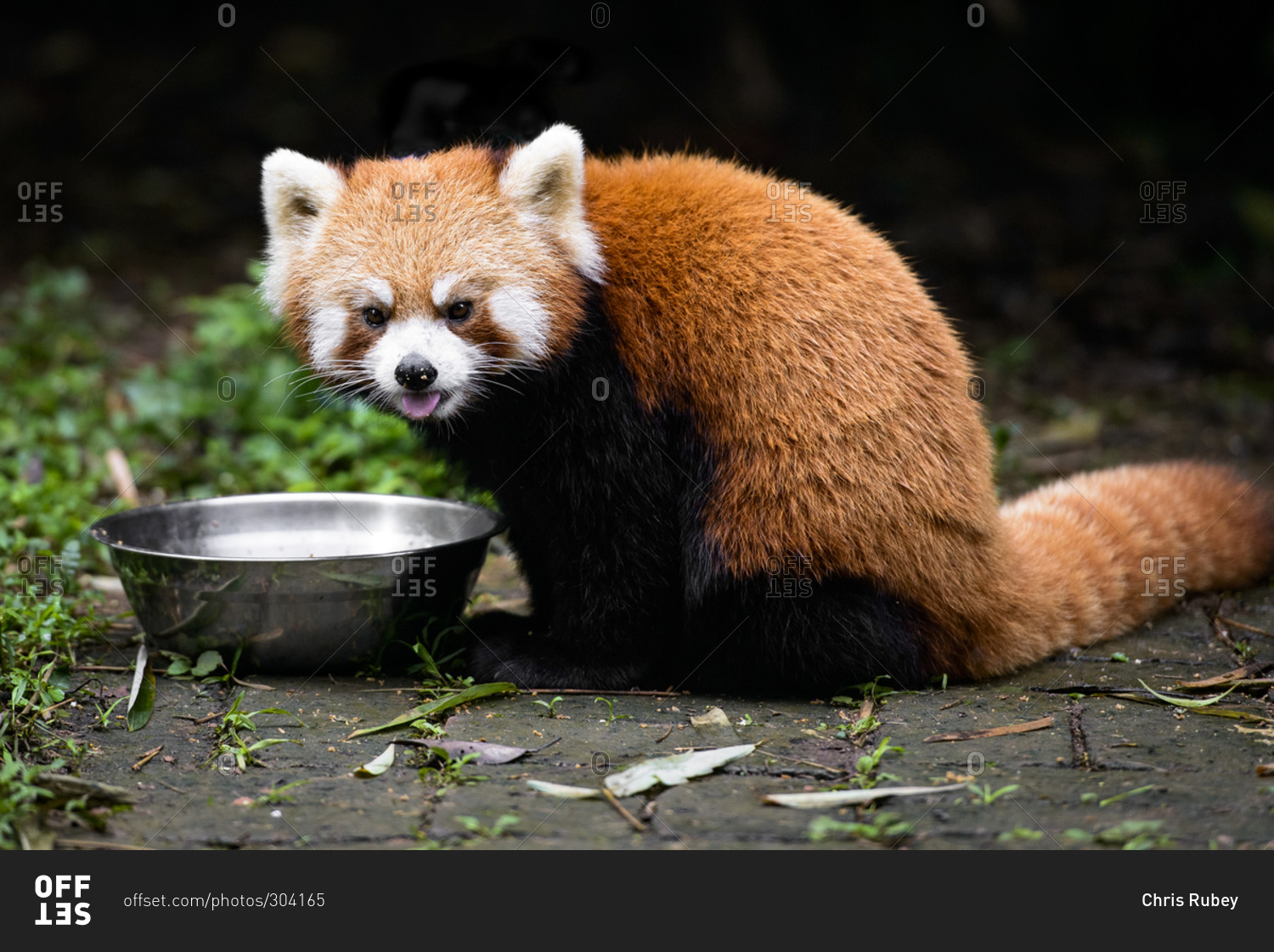 Red panda eating from a metal bowl