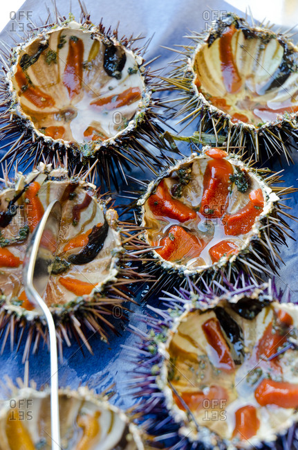 sea urchin stock photos - OFFSET