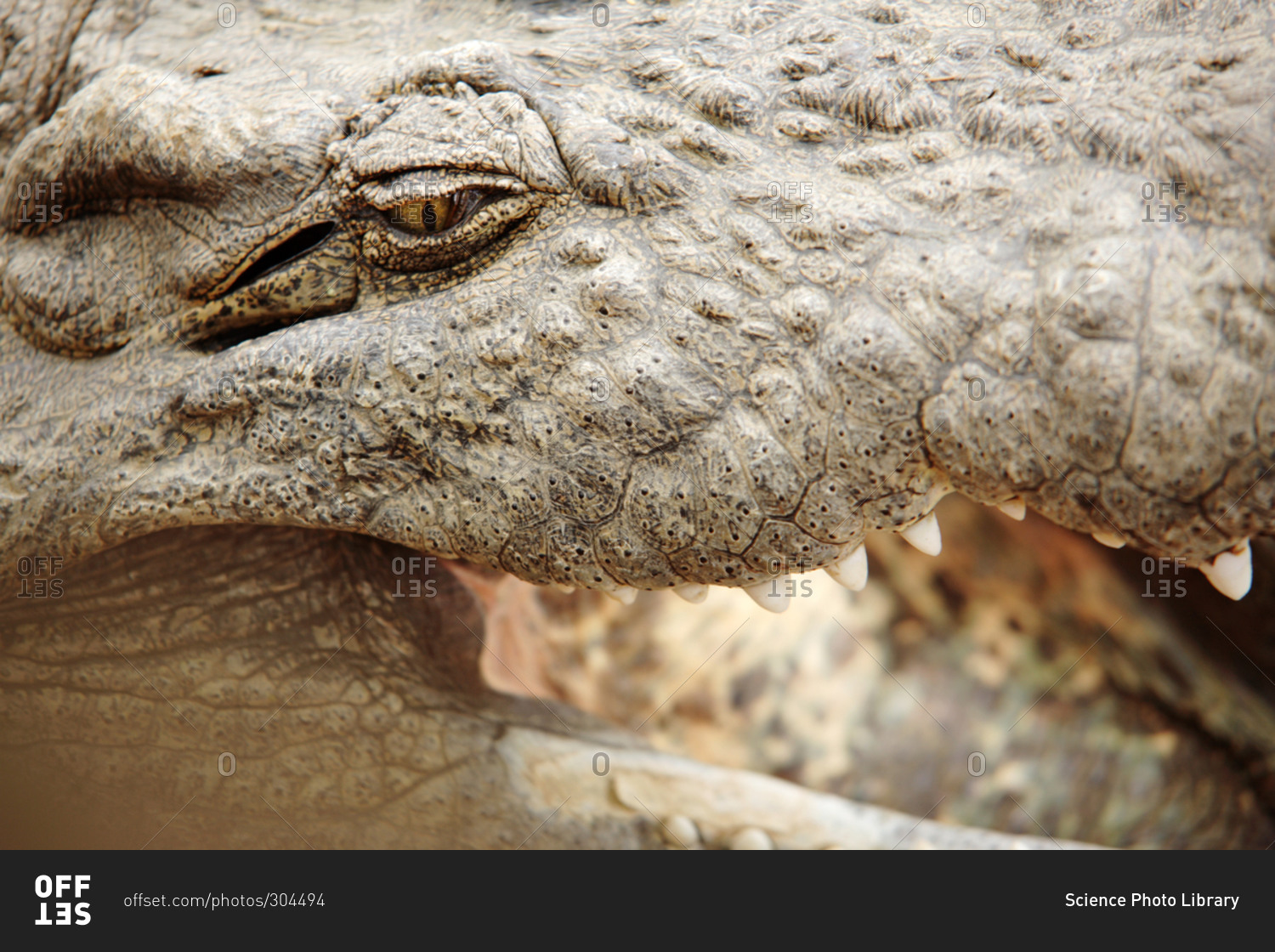 Nile crocodile (Crocodylus niloticus) cooling itself by drawing cool air into its body, Mpumulanga, South Africa