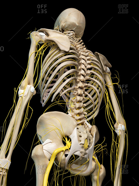 human nervous system on display