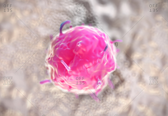 Embryonic stem cell