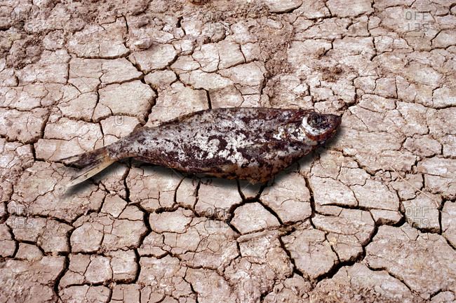 Dead fish on cracked earth, computer artwork