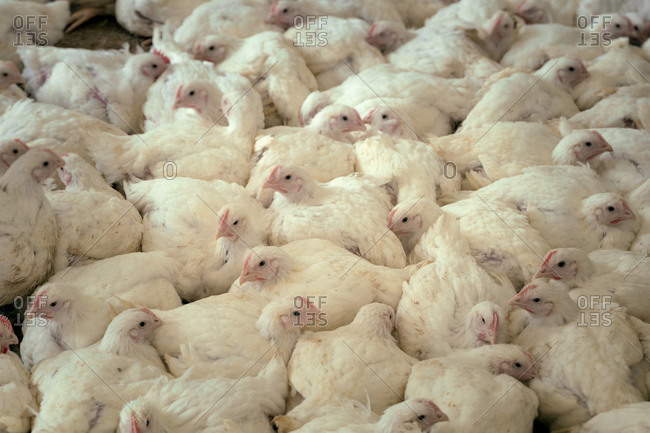 Large number of hens in a barn