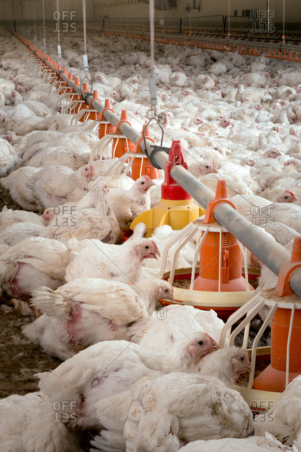 Hens feeding from plastic containers