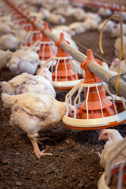 Hens feeding from a trough