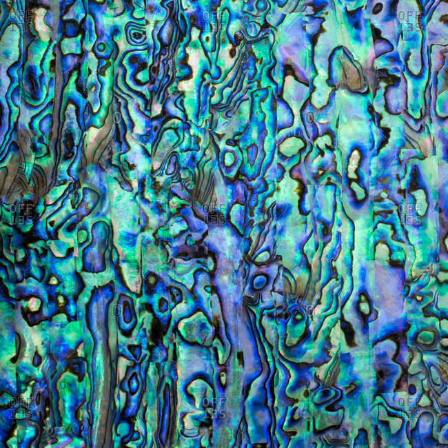 Abalone nacre shell with a blue and green colored pattern