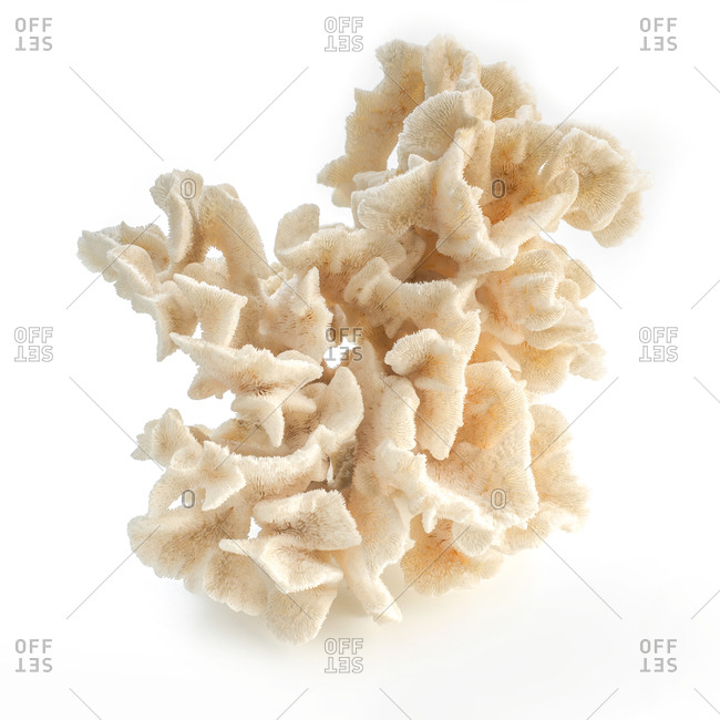 Brush coral (Acropora hyacinthus) - Offset
