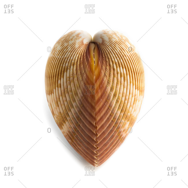Heart cockle (Corculum cardissa) shell