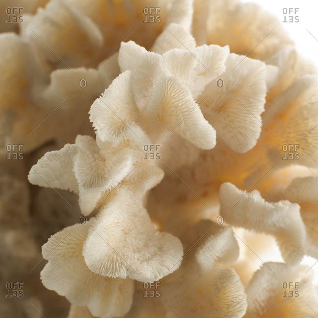Brush coral (Acropora hyacinthus), close up