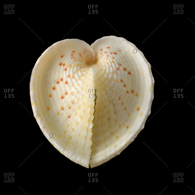 Heart cockle (Corculum cardissa) shell