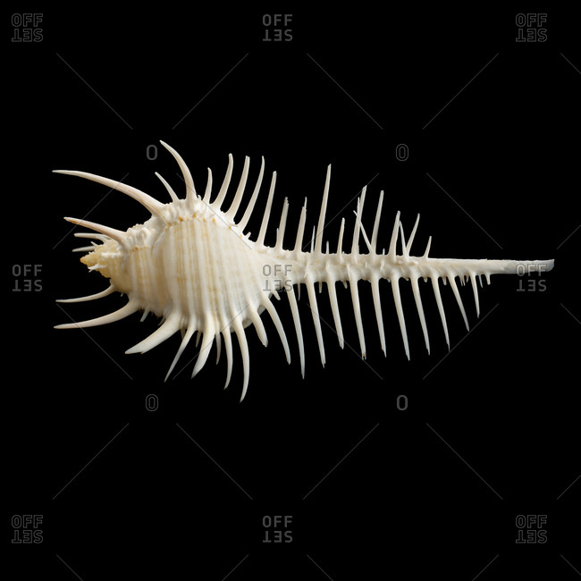 Comb shell (Murex negrispinosis) - Offset