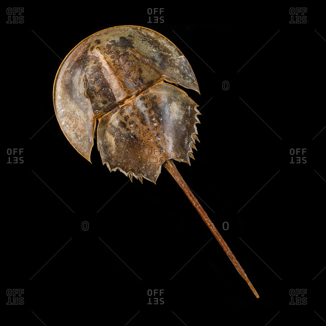 Atlantic horseshoe crab (Limulus polyphemus)